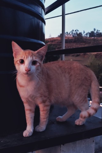 An orange and white kitten, looking more orangey due to the warm sunset light.
