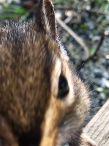 A chipmunk face, so close it’s not in focus