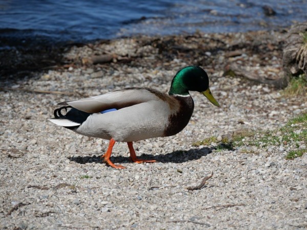 A mallard duck strolling along the pebbled shore of a lake.