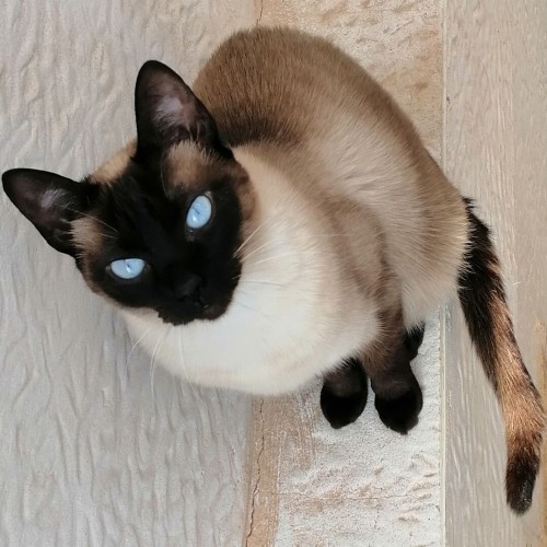 I called her Leia for the princess in Star Wars and since she was feral we had to give her a radom date for birth. This is it. She is a siamese cat with very blue eyes and dark face. Sitting on the ledge by a white wall.