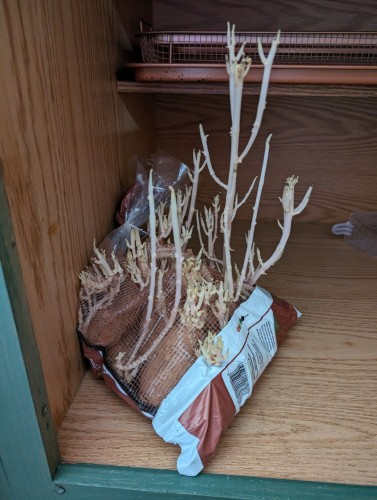 Bag of potatoes sprouting