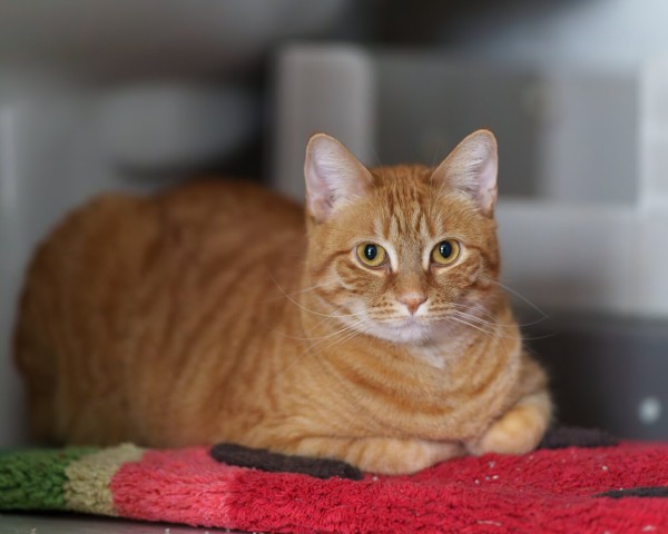 Aa female orange cat sitting on a red rug, with her paws tucked in. She is staring directly into the camera lens.