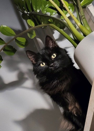 The image features a curious black cat with striking yellow eyes peeking out from behind a white object, possibly a piece of furniture. The top left corner shows the green leaves of a houseplant, which cast intricate shadows on the light-colored wall in the background. The cat’s fur looks soft and fluffy, highlighted by the light that creates a sense of depth in its appearance. The overall atmosphere of the photo is serene and inquisitive.