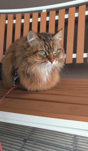 My Siberian cat Siiri is sitting on the bench. She has brown fur and green eyes.