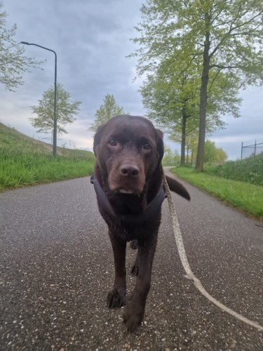 A chocolate brown Labrador with greying snout, walking on a pathway. A leash attached to her harness. Some grass and trees to the sides.