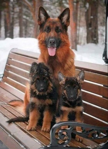 Dog and two pups sitting on a bench. Snow in the background.