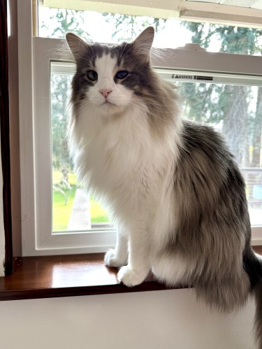 Thor, a fluffy grey and white bicolor half-Ragdoll cat, sitting in a small window looking at the camera. 