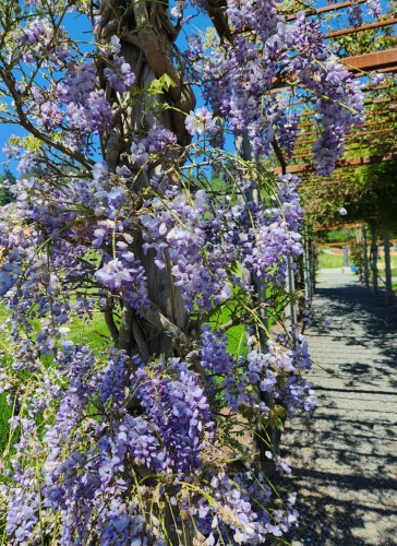 Purple flowers on a climbing Wisteria. There is an arbor over the walkway around the garden.