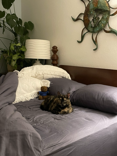 Tortie sitting in the middle of a bed that has the covers turned down. 
