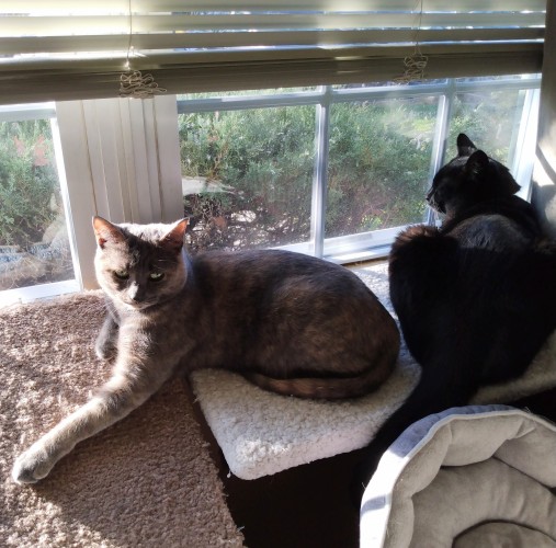 A grey, orange and white dilute tortoiseshell cat is lying at a window, stretched out over two window shelves.  One foreleg is straight out in front of her.  Next to her on the right is a big black cat.  He is looking out the window.