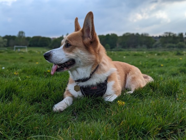 A Corgi lies on scruffy looking grass. His tongue is out as he's done a fair bit of running and it's warm.