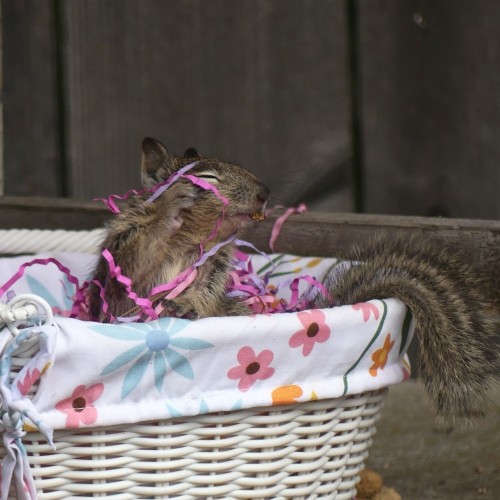 A baby ground squirrel has dived into a white wicker basket lined in flower print and emerged triumphantly with a walnut crumb and pink and purple paper grass wrapped around its upper body. It lifts a little paw to its face to remove streamers and its little tail hangs out the side of the basket