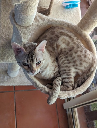 Cheese the Bengal sitting in a small circular cat bed hanging off a beige cat tree. Her grey blue eyes looking up with a "what" expression.

Her head and a paw is hanging over the sides.