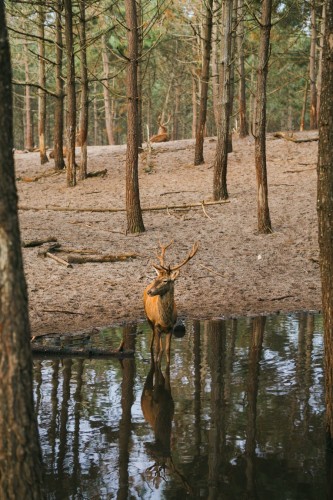 Deer standing in a pond, with trees and other deer in the background.