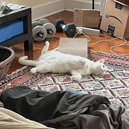 white kitten lies of her back with her legs splayed 