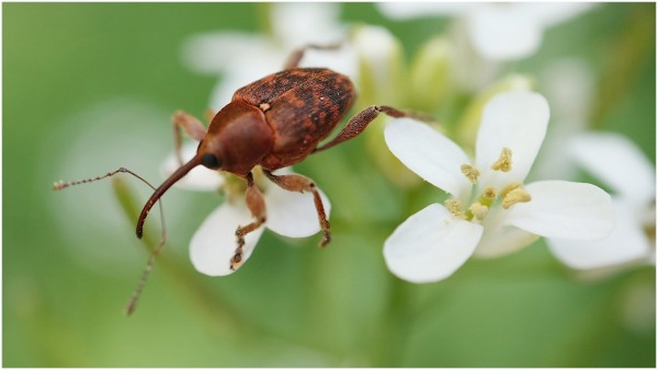 In the photo there is a bug called a weevil, 7.5 mm, it is brown, it has a long, thin proboscis in the center of its face and two antennae come out of it, it is standing on some white flowers.