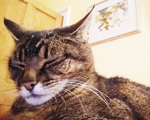 The face of a ticked tabby cat asleep.
