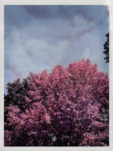 Color polaroid photo showing a tree covered in pink blossoms against a cloudy sky.