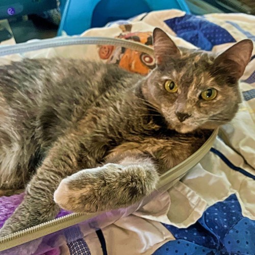 A dilute tortoiseshell cat reclines in the clear shell of an open cat backpack carrier, one dappled paw held up at a casual angle, illustrating Take It Easy Training.