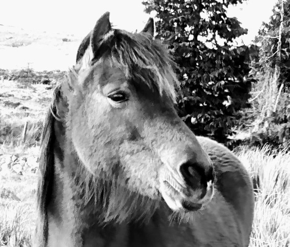 A frontal black and white photography of a horse on a meadow.