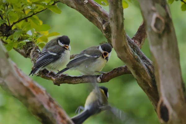 Two great tit fledglings on a branch. One of the parents is flying over to them.