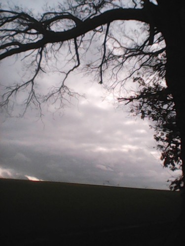 Dramatic sky under a big ol tree