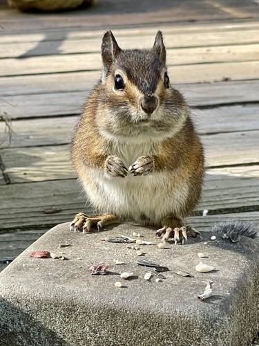 A chipmunk very close, looking at the photographer