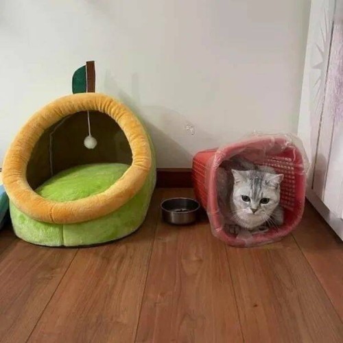 Cat in bin next to kitty bed.