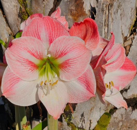 Close up of a cluster of 'Apple Blossom' Amaryllis flowers with a mix of white and coral pink shades and a funnel like center with the anther and stigma protuding outwards ready for pollinators.