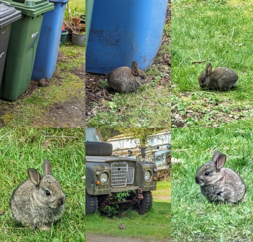 The sudden explosion of teeny baby bunnies around here is lovely to see.
Little grass eating fluff balls, including our own bin-bunny, happily living behind them while he can (before he gets too big 🐰)