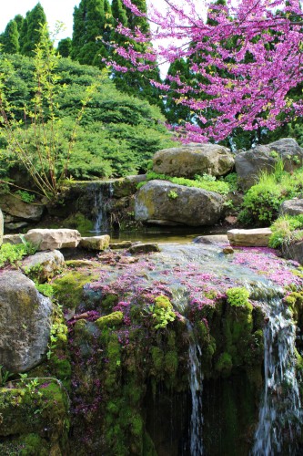 Human constructed stone shelves in garden water feature surrounded by various trees and shrubs visible in the upper portion of the shot. A hot pink flowering tree in the upper right corner has dropped some of it's petals on the large stone shelf with water flowing over it in the center of the view. There are green plants growing between the rocks. 