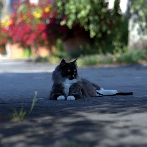 Gray and white long haired cat laying on his side, under the shade, looking at the distance. The ground is covered in laid dark bricks. The background has blurry potted plants and flowers. A black leash is hooked to a collar on his neck.