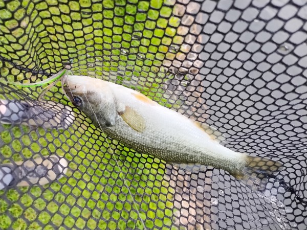 A bass in a net. It's got a fly fishing lure in its mouth.
