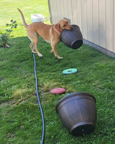 Golden Labrador retriever is fetching resin pots for planting. She is standing in green grass next to a green hose. There are two 5 gallon white buckets of soil behind her.