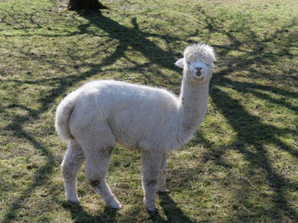 Full body shot of a white alpaca standing in a green pasture, with shadows of trees dappling the ground.