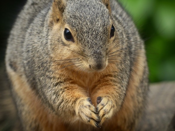 A close up picture of Dolores (female fox squirrel) from front on showing how round she is at the moment. She holds her front paws together and is paused listening to me before picking up a new walnut 
