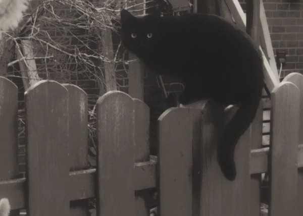 Eine schwarze Katze oder ein schwarzer Kater sitzt auf einem Sichtschutzzaun aus Holz.
