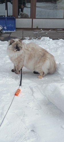 My Neva Masquerade cat Sanni is on the leash. She realized that the winter had come back so she wanted to go in right away. 