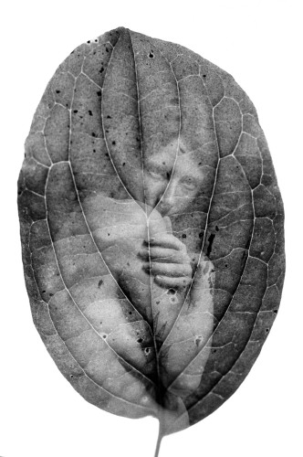 A veined vertical leaf in which the naked back and side of a woman appear faintly from the double exposure. Black and white. 