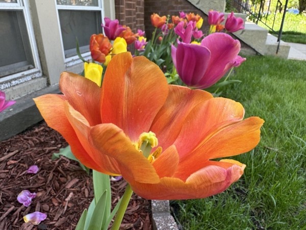 A close-up of an orange tulip with a background of various colored tulips, a lawn, and a building's facade.