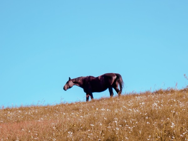 Black horse standing on a hill with the blue sky in the background.