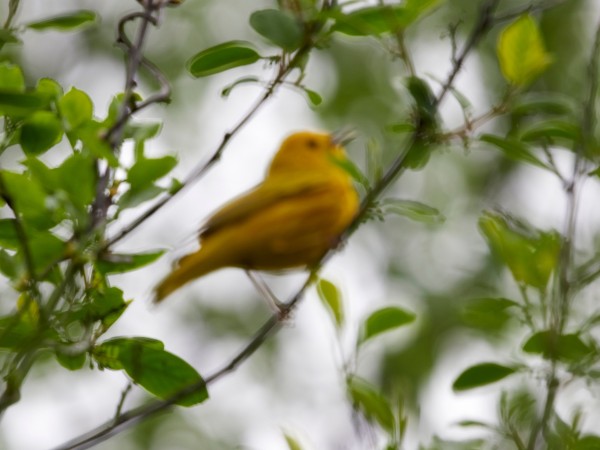 A Yellow Warbler sitting on a thin tree branch, singing so loud that the whole world shakes! (Not really, but I liked how the accidental blur came out...)