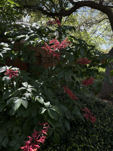 A full Red Buckeye bush with large, ribbed dark green leaves, clusters of coral colored blooms.  In dabbled light.  In the background, a Live Oak branch, spring green of another tree, glimpse of sky, vinca major covering the ground.