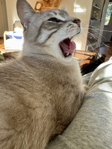 Doots, a one-eyed Lynx Point Siamese cat lounging on my legs as he does a big yawn. 