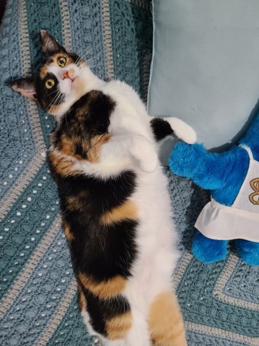Photograph of an adorable calico cat laying on her back on a blue striped crocheted blanket with a blue plushie (Cookie Monster) partially visible to the right. The cat has yellow eyes. She looks very surprised I took a picture of her.