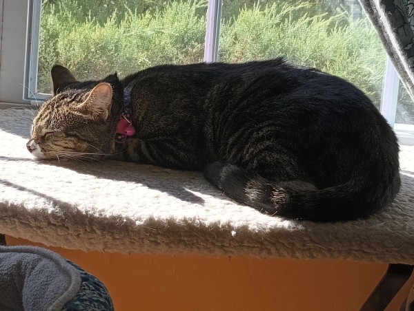 A young tabby cat is lying with her head down on a soft fuzzy white window shelf.  She is fast asleep.  Her head and part of her tail are in the bright sunshine while the rest of her is in the shadows.