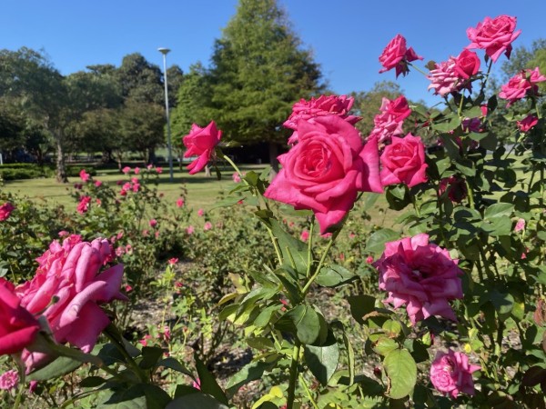 Photo of lots of bright pink roses blooming in a bed at the local park. Lawn, trees and blue sky behind them