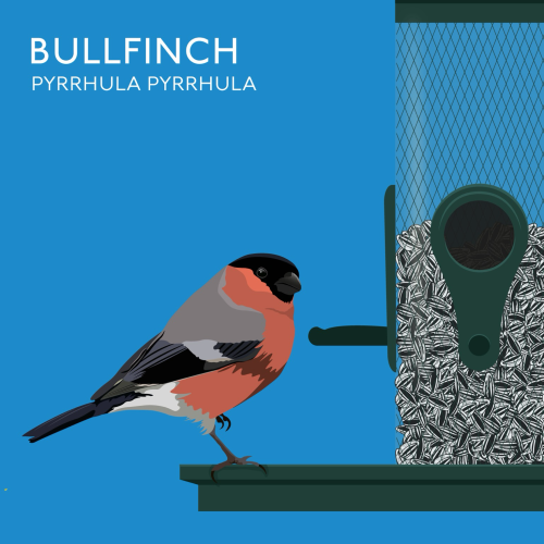 Illustration of a bullfinch on a feeder full of seeds