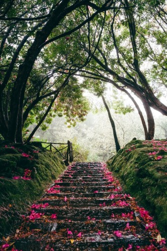 Stairs full of pink flowers, there are blooming trees.