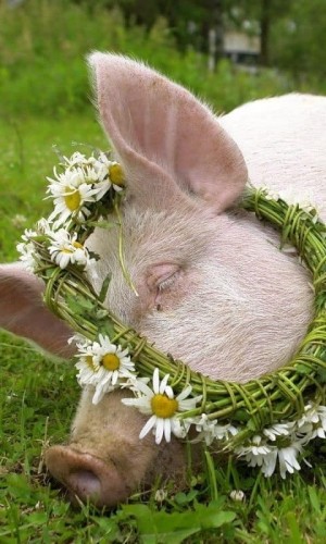 Cute pig with a flower garland on its head. Sleeping dreaming of pants